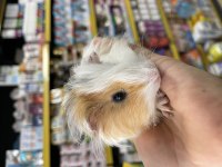 Ginepig Yavrularımız