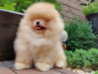 Kim pomeranian teddy bear istemez ki