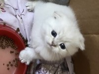 Eğik Kulaklı Beyaz Oyuncu ve Tatlı Yavru Kedilerim
