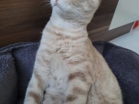 Tekir kedi ilanı