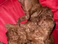 Toy poodle köpeğimiz