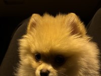 Pomeranian Boo 4.5 Aylık
