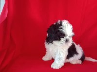 Shih tzu bebekler