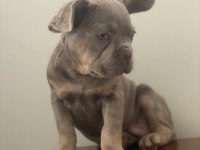 New shade isabella tan maybe fluffy taşıyıcı french bulldog