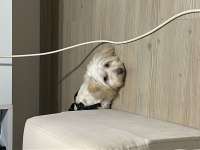 7 aylık maltipoo terrier