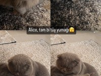 SAFKAN AYI SURAT BABADAN ERKEK BRİTİSH LONGHAİR YAVRU