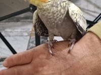 3 adet sultan papağanım vardır ele alışkın yavru