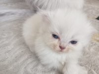 Scottish fold long hair yavruları