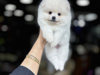 SEVİMLİ POMERANİAN BOO YAVRULARI