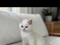 Safkan British Shorthair Golden Point Yavru