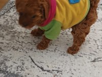 PREMIUM KOREA TEACUP TOY POODLE YAVRULARIMIZ
