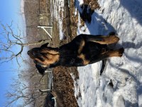 A kalite damızlık erkek rottweiler