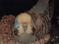 Jumbo muhabbet kuşu takım