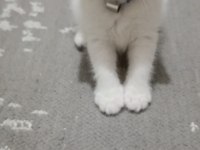 8 Haziran Doğumlu Erkek British Longhair