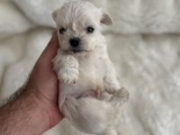 Sıfır burun sıfır bacak 3 nokta köpeğimiz