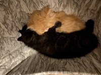 Mutlu yuva huzurlu aile dostları exotic shorthair