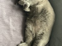 RUSSİAN BLUE KEDİMİZE GEÇİCİ YUVA