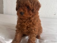 TOY POODLE YAVRULARIMIZ YENİ AİLELERİNİ ARIYORLAR