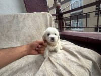 Yüksek Kalite Maltese Yavrularımız