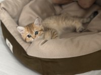 9 aylık Mikroçipli British Shorthair Gold dişi