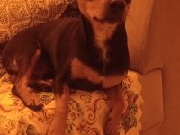 Minyatür Pinscher Yavruları Dişi Erkek