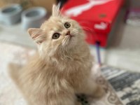 3-4 aylık chinchilla yavrumuza yeni yuva arıyoruz