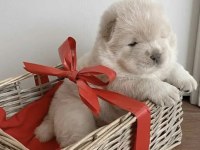A kaliteli chow chow yavrular hazır çin aslanı