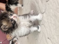 Exotic shorthair yavrular
