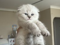 Scottish fold benim yeni ailem olur musunuz