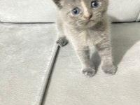 British shorthair cins minikler