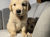Orjinal golden retriever