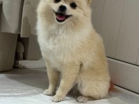 Eğitimli Pomeranian Spice