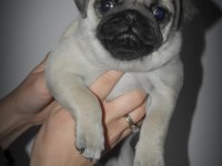 Pug Mops Dişi yavrumuz