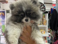 Pomeranian köpeği 4 aylık erkek