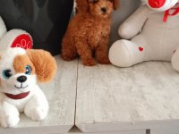 Kore ayarı dişi minyatür poodle