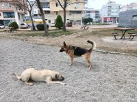 Alman kurdu