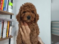 Toy poodle yavruları