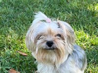 Çiftleştirmek İçin Erkek Yorkshire Terrier Arıyoruz