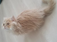 MUHTEŞEM GÜZELLİKTE HAS İRAN KEDİSİ SON YAVRULARIMIZ