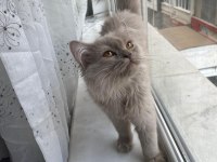 4 aylık british shorthair yavrumuz