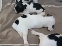 French Bulldog Yavrular