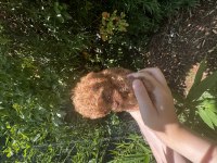 Evde Büyüyen Teacup Ve Toy Boy Poodle Yavrular