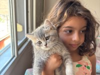 DEV ADAYI BRİTİSH SHORTHAİR ERKEK