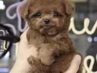 Toy Poodle Yavru