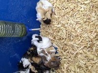 Yavru Guinea Pigler