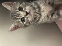 2.5 aylık yavru british shorthair