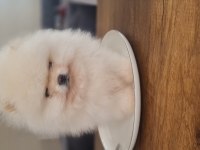 Show kalite pomeranian boo