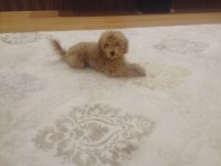 Poodle Adını badi koyduk kimliği çipi vardır