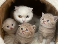 Sevimli ve oyuncu scottish fold