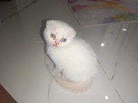 2 aylık british shorthair yavru kediler